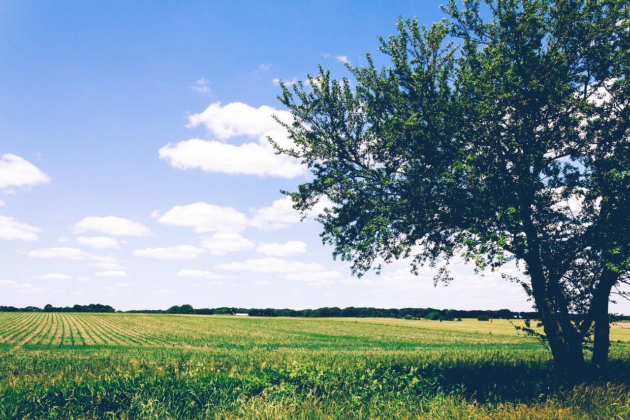 green grass crops free photo