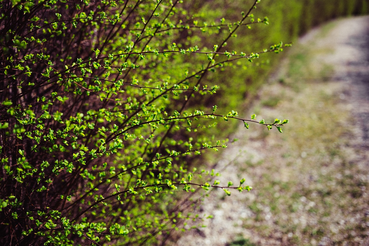 green plants nature free photo