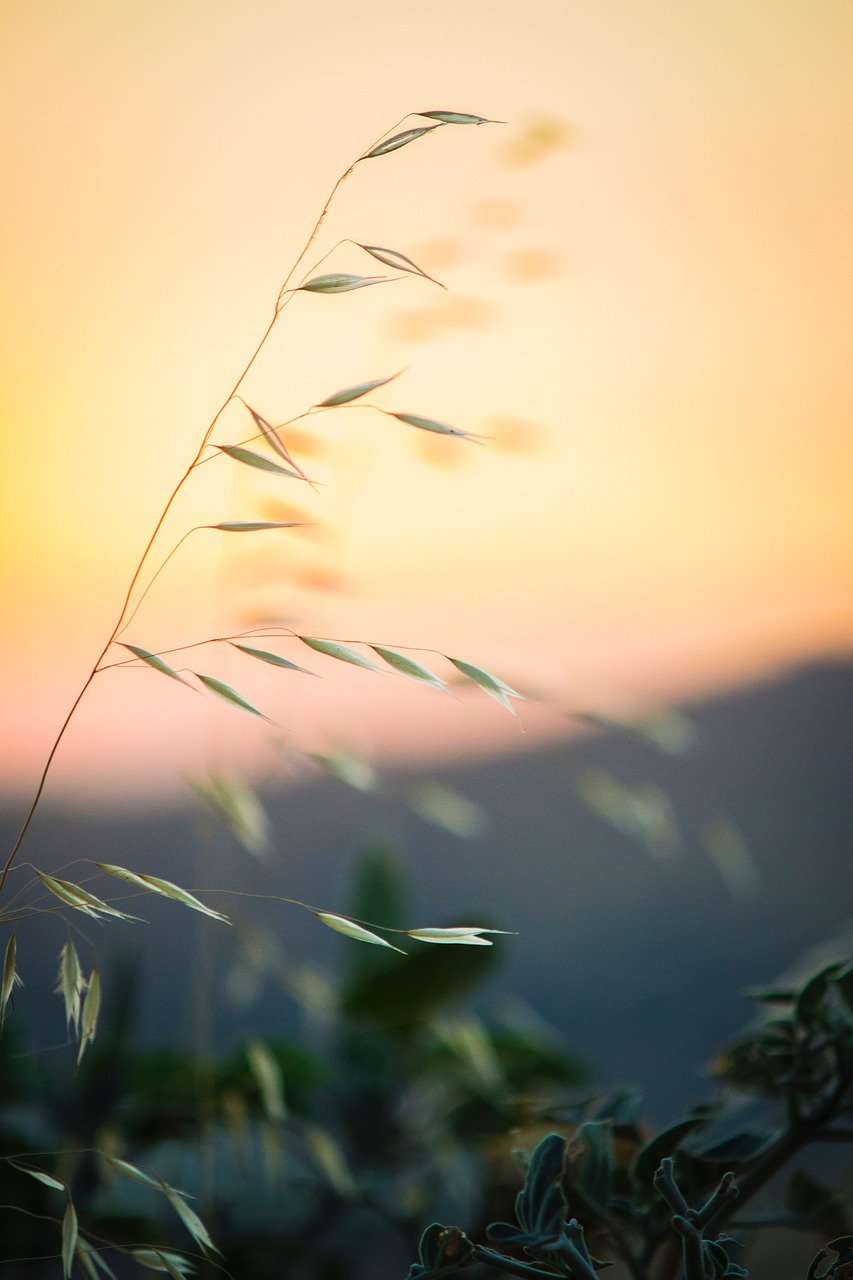 green leaf plant free photo