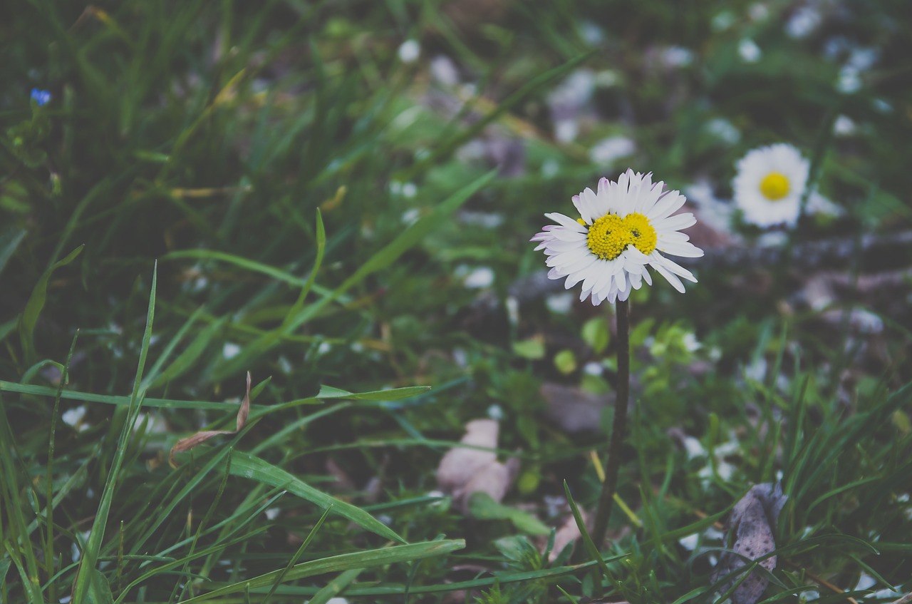 green grass flowers free photo