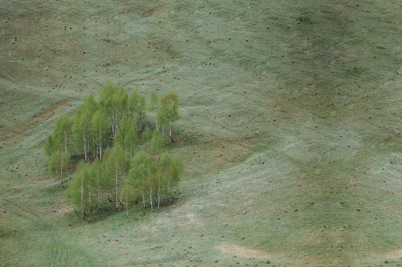 green trees plants free photo