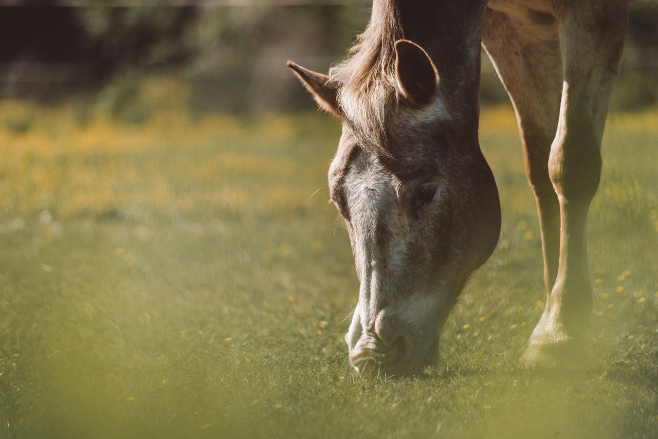 green grass horse free photo