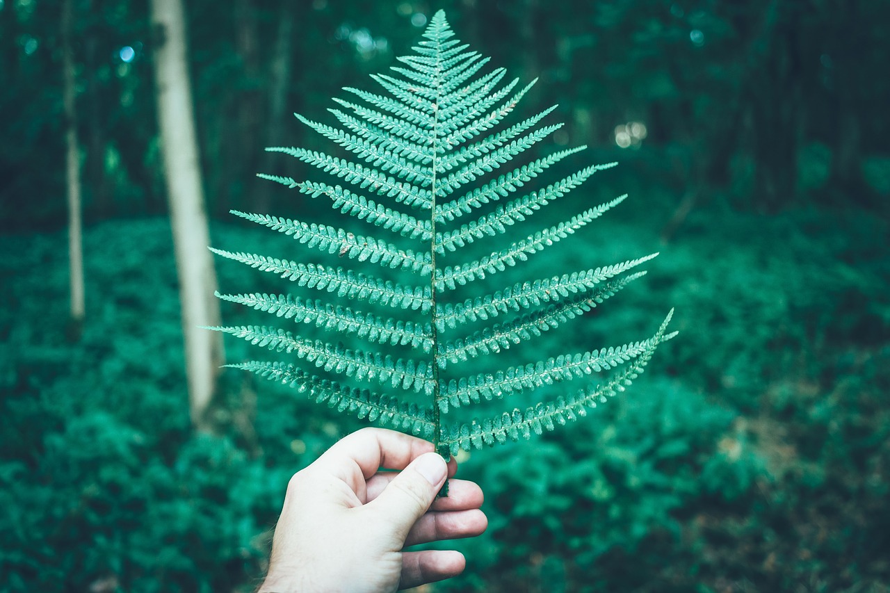 green leaf fern free photo