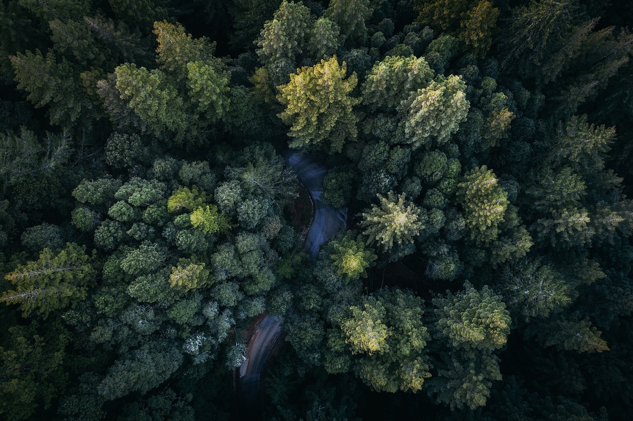 green leaf trees free photo