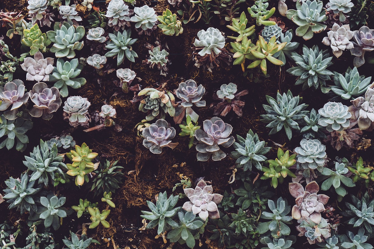 green plants flower free photo