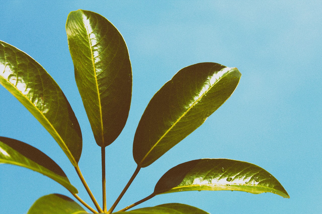 green leaf plant free photo