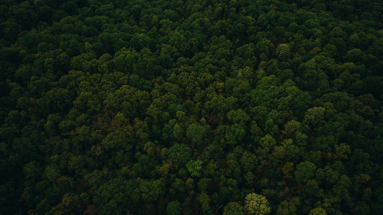 green leaf trees free photo