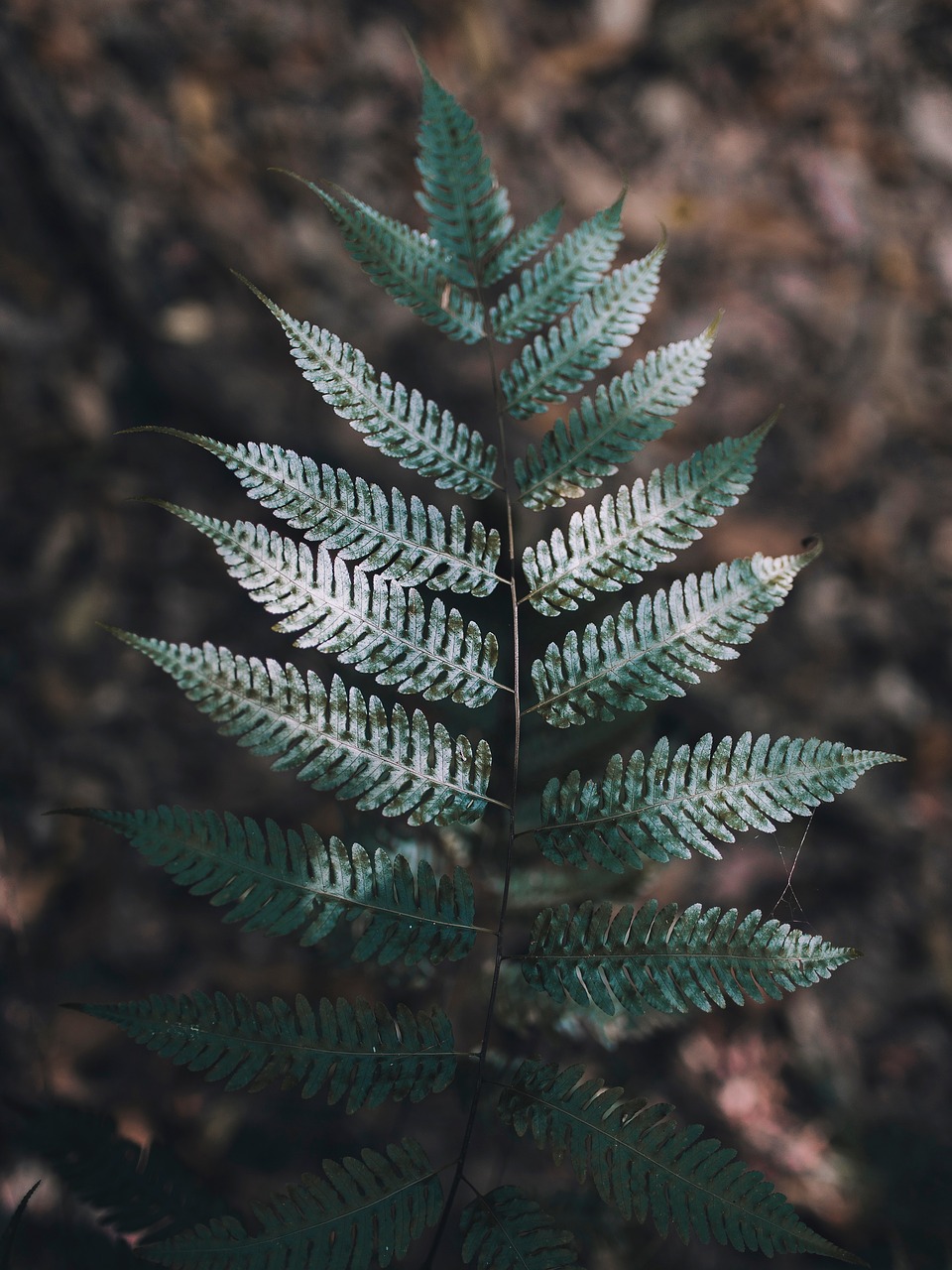 green leaf fern free photo