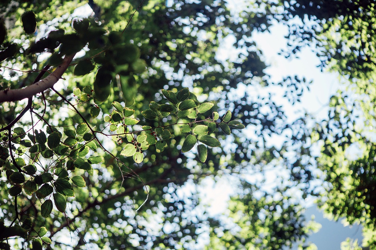 green leaf tree free photo