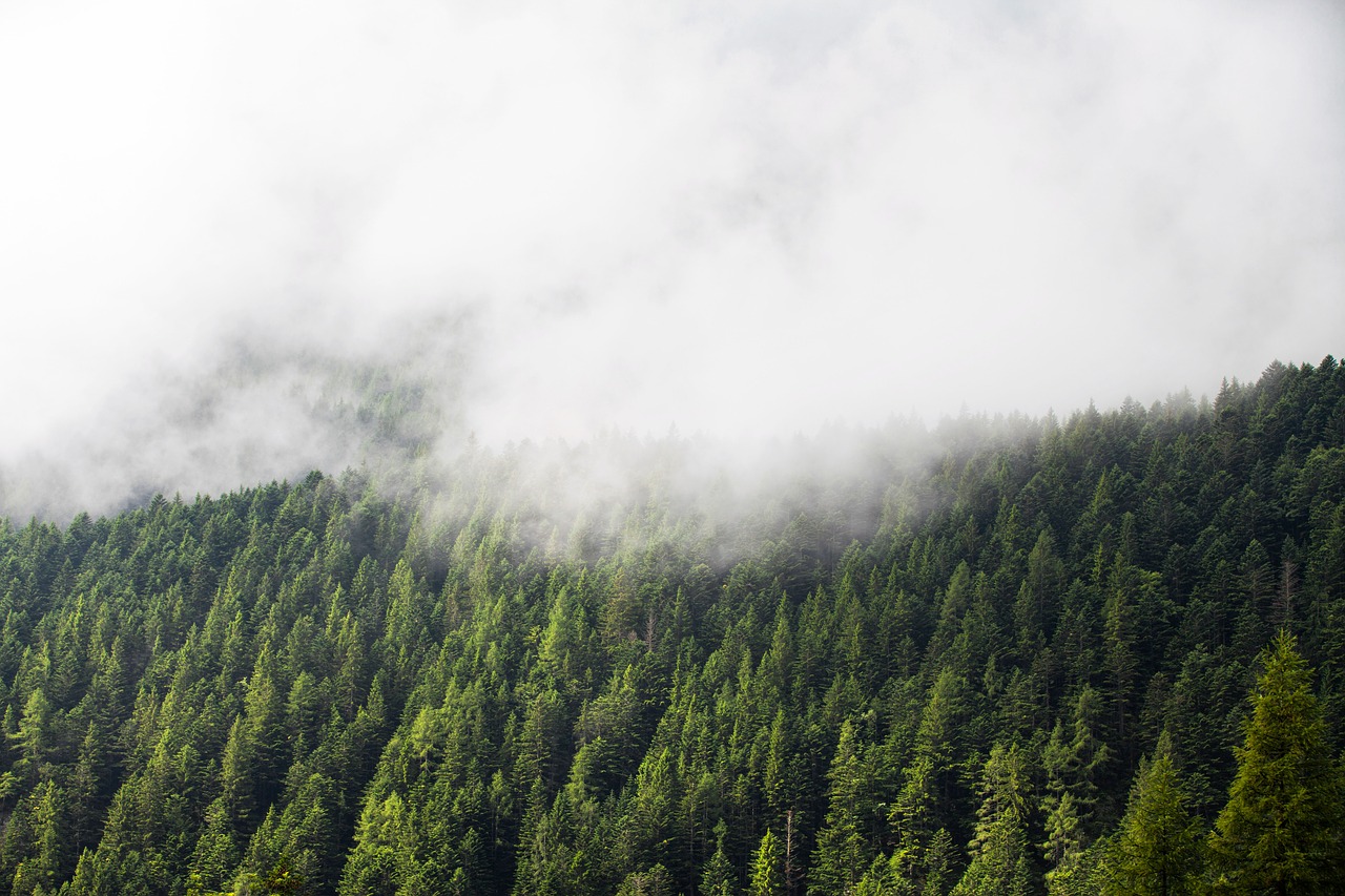 green trees plant free photo