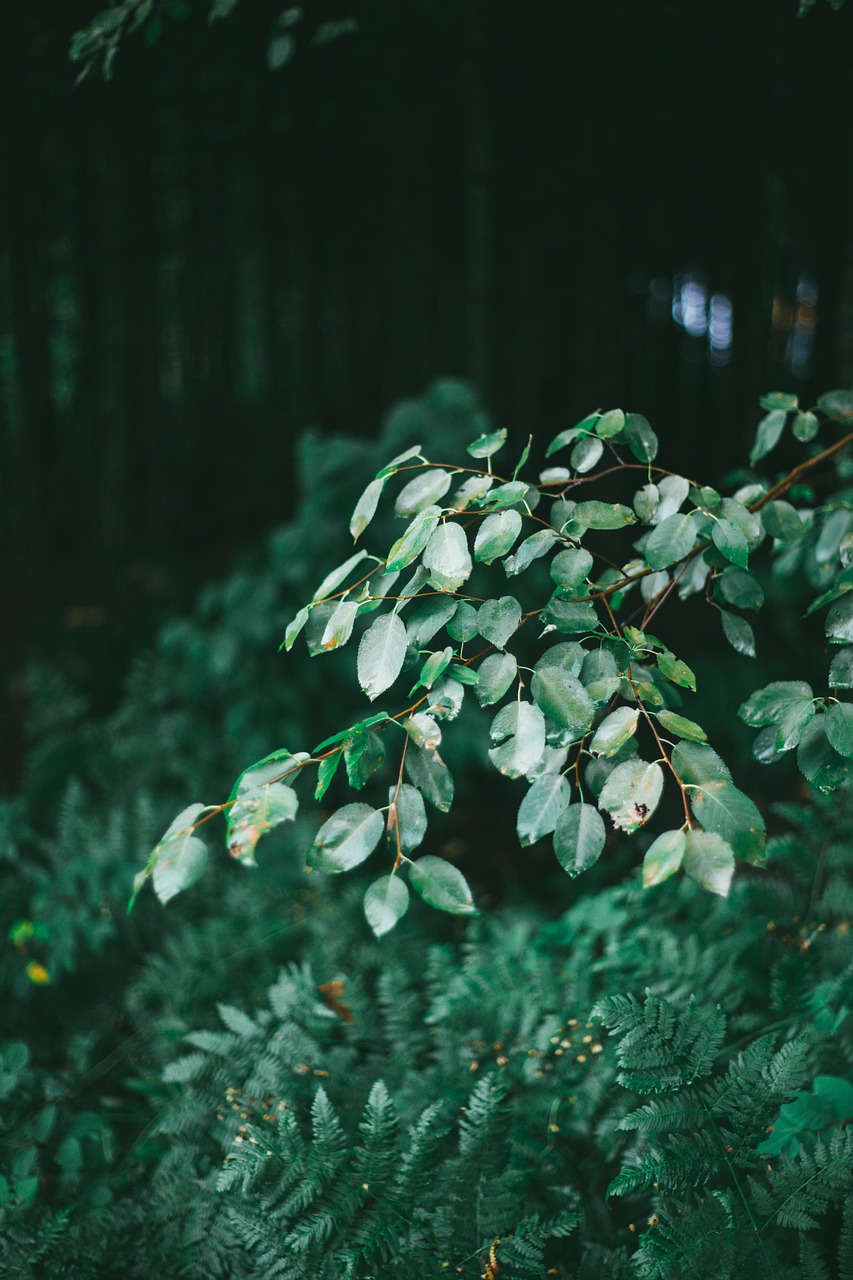 green trees plant free photo