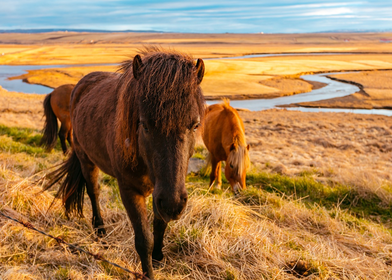 green grass outdoor free photo