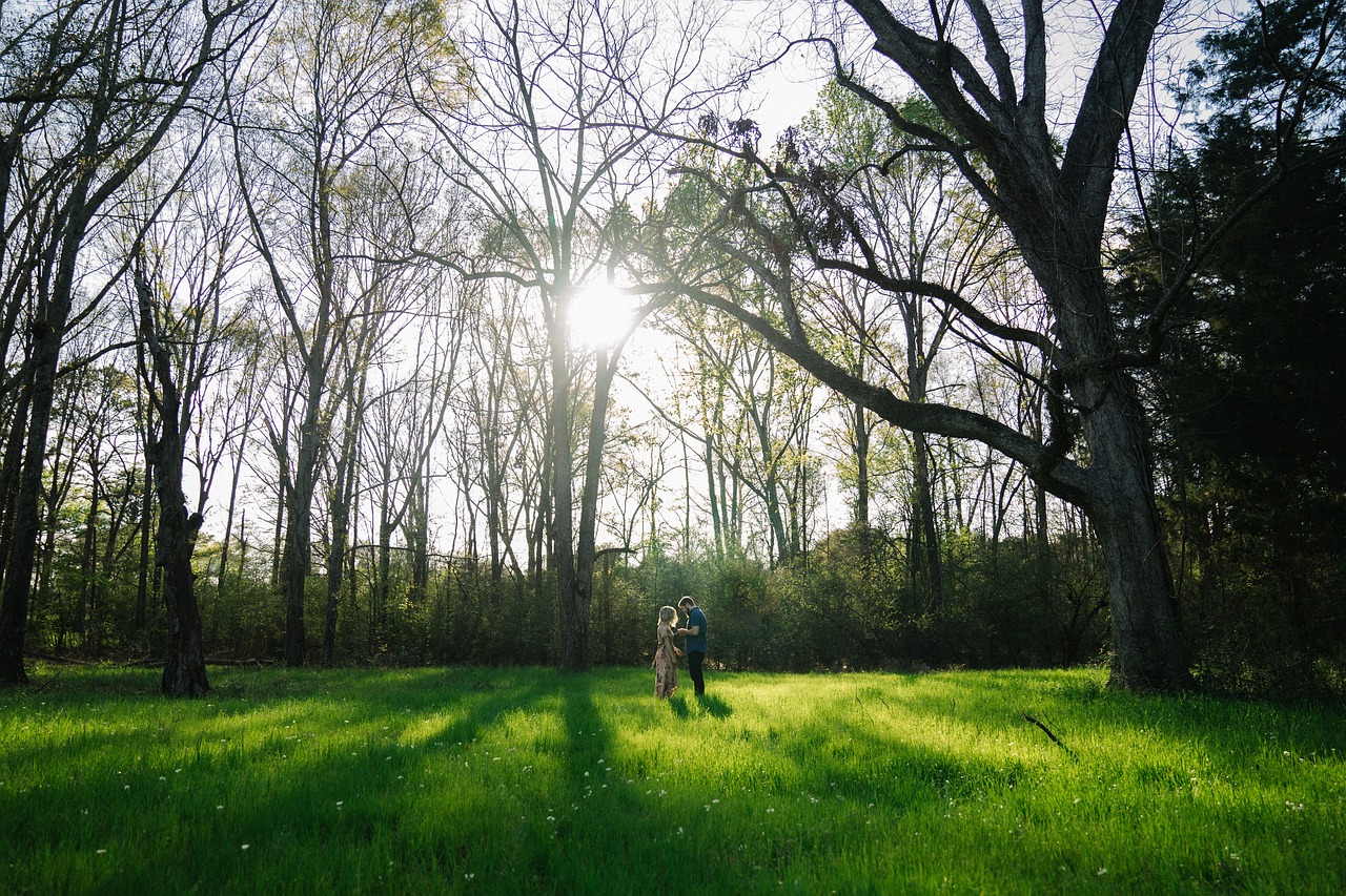 green grass lawn free photo