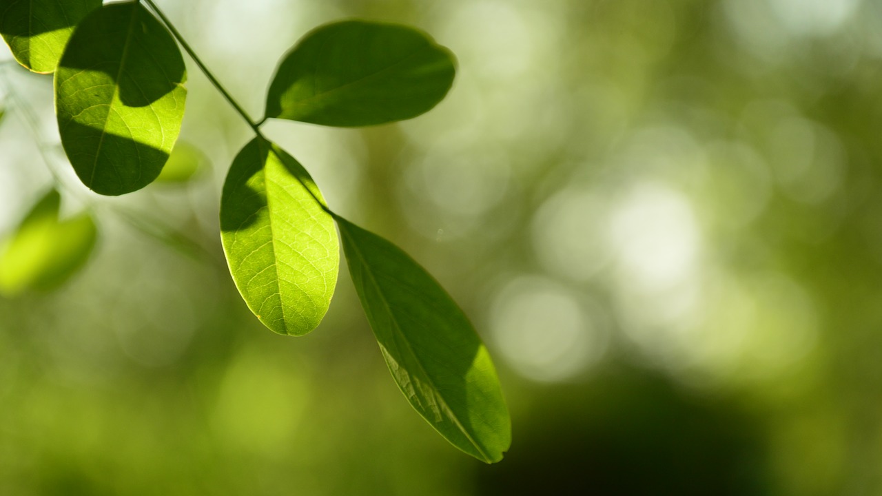 green leaf the rays free photo