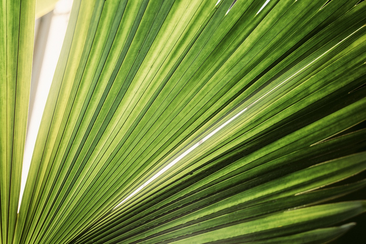 green leaves plants free photo