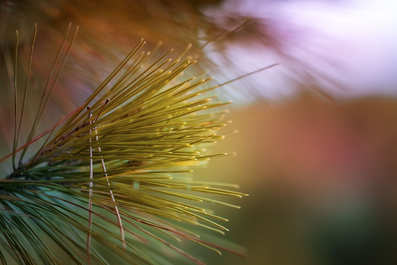 green grass tree free photo