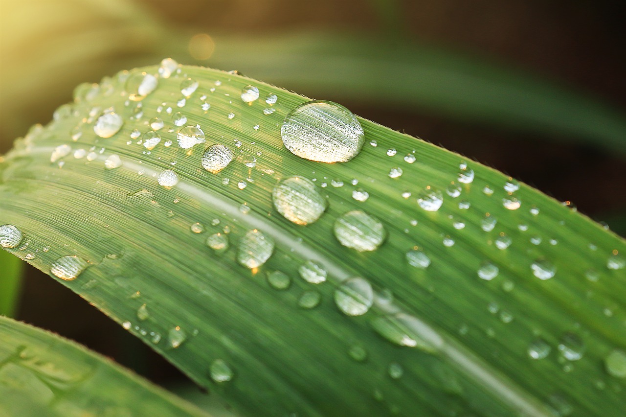 green leaf wet free photo