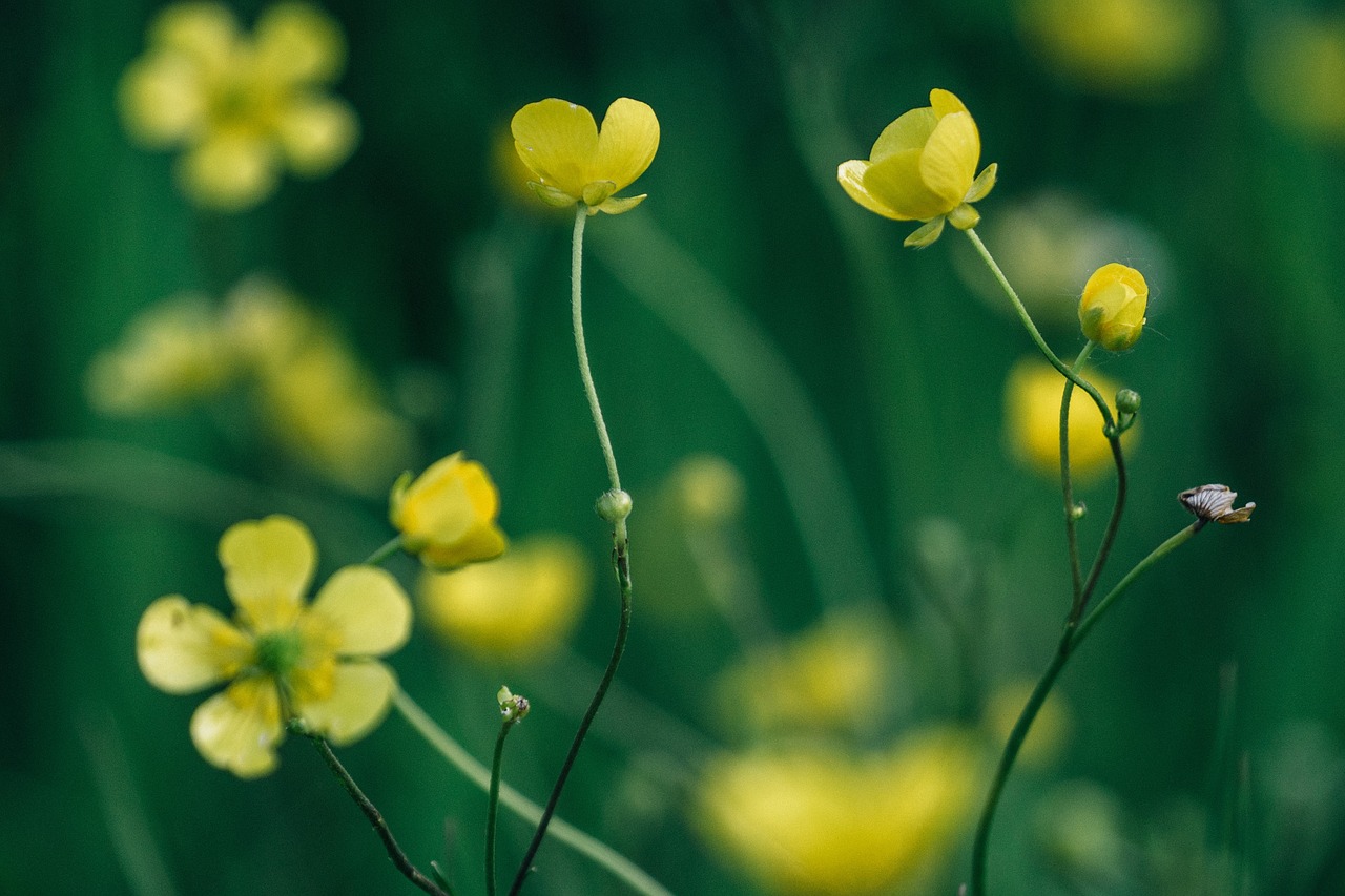 green plant yellow free photo