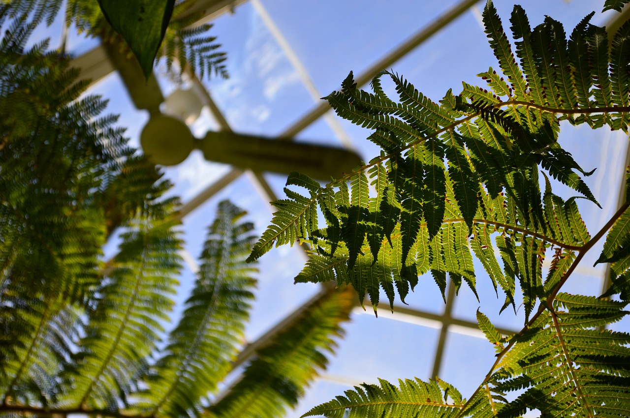 green leaf plant free photo