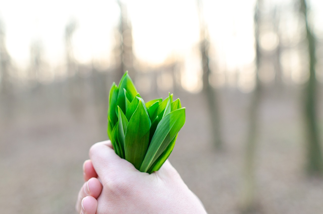 green leaf herbal free photo