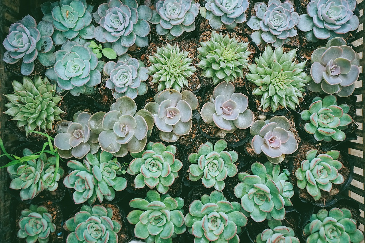 green flower plants free photo