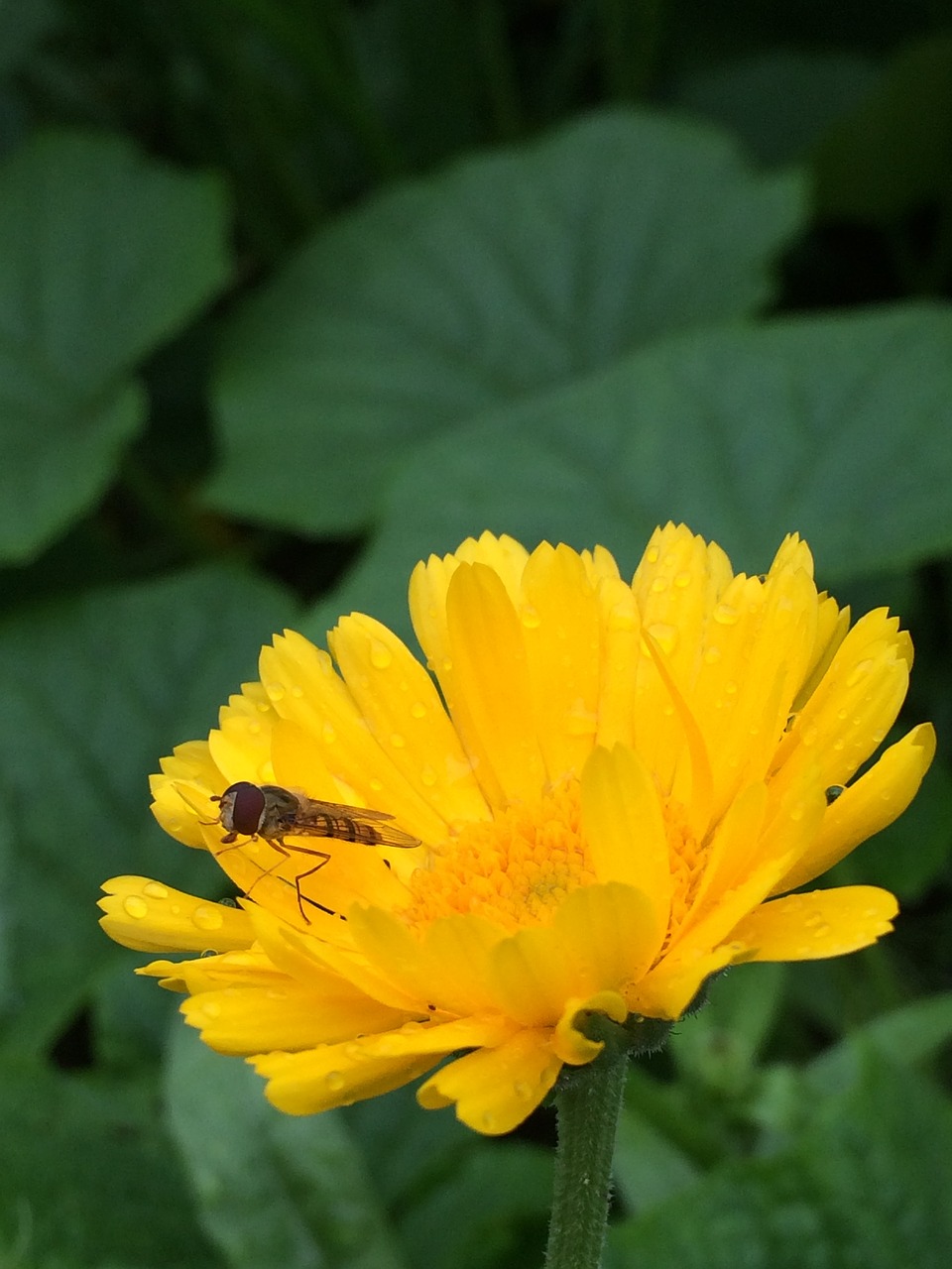 green yellow nature free photo