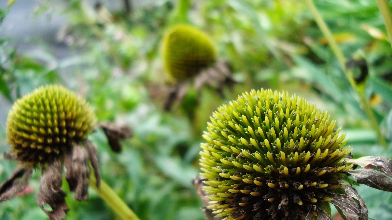 green flower summer free photo