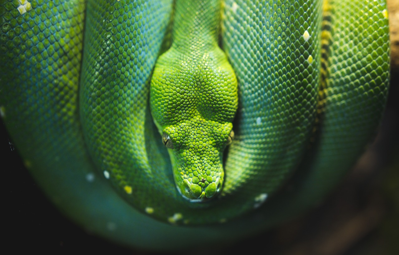 green snake reptile free photo