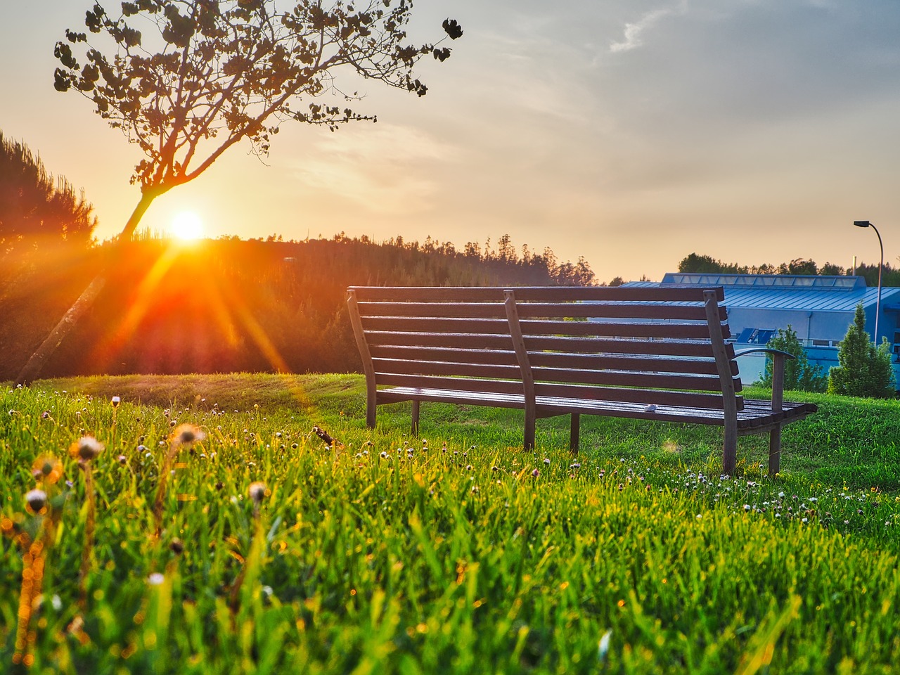 green grass lawn free photo