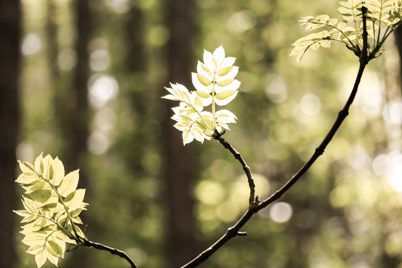 green leaf plant free photo