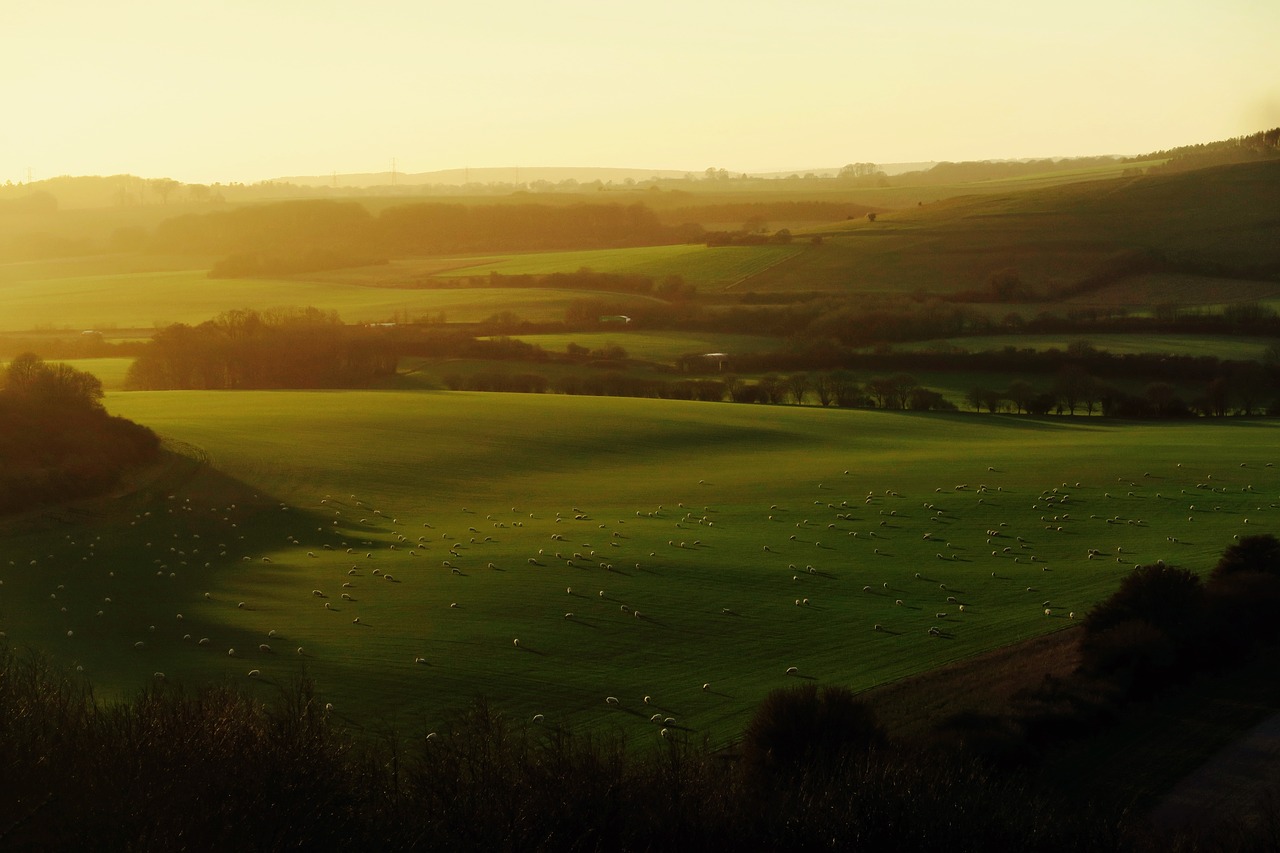 green grass field free photo