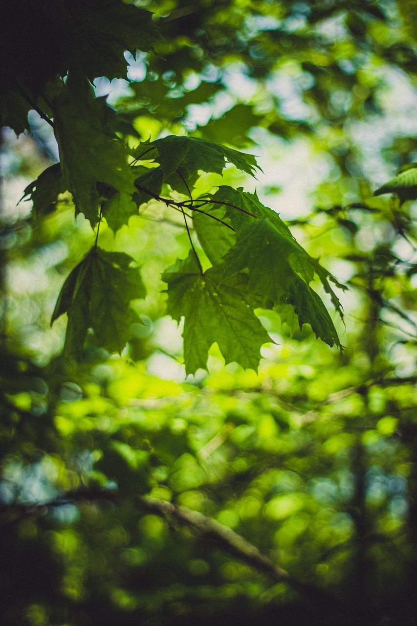 green leaf tree free photo