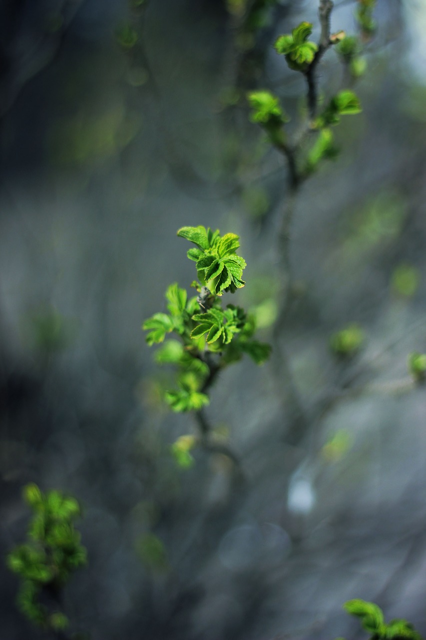 green leaf plant free photo