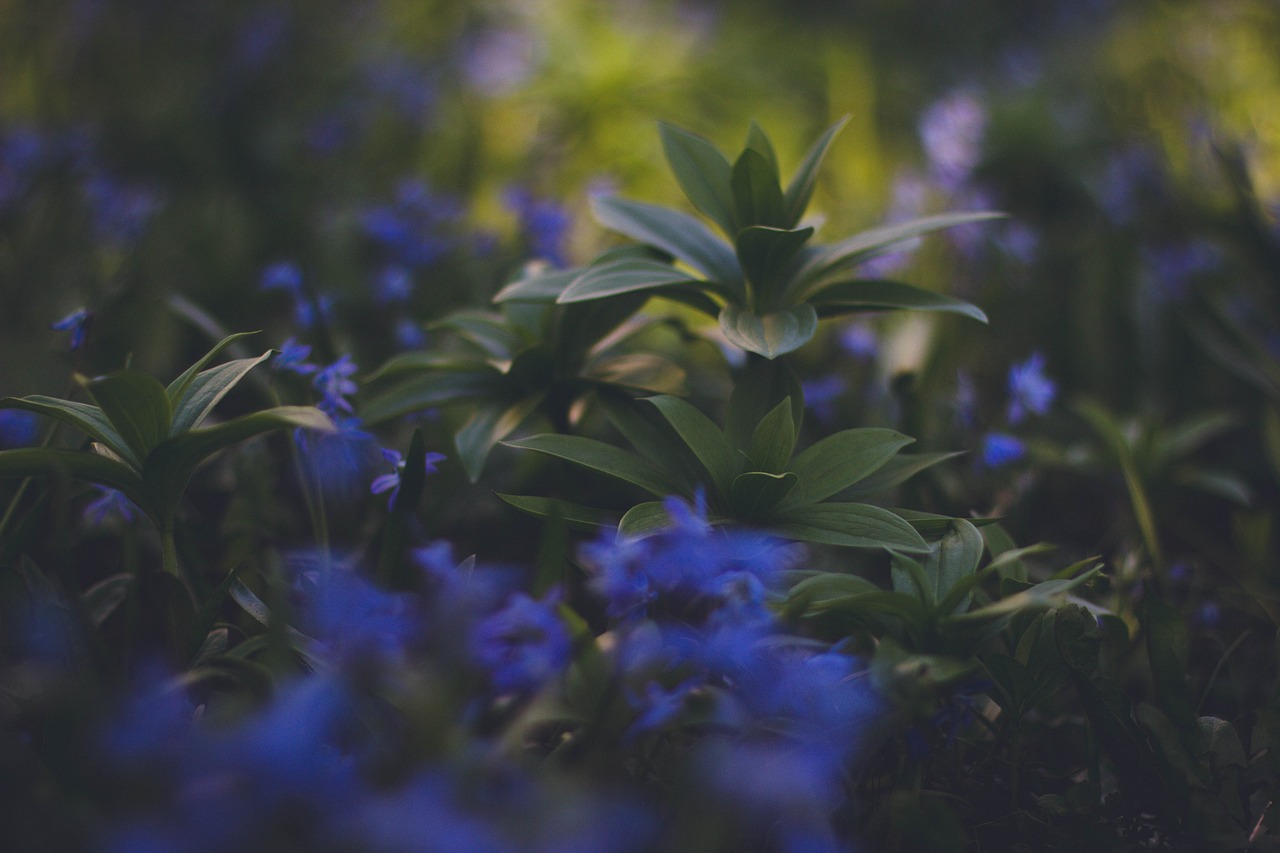 green leaf plant free photo