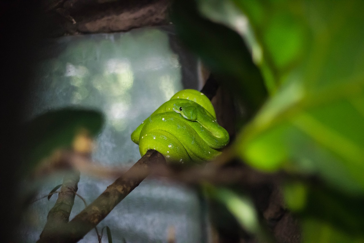 green snake reptile free photo