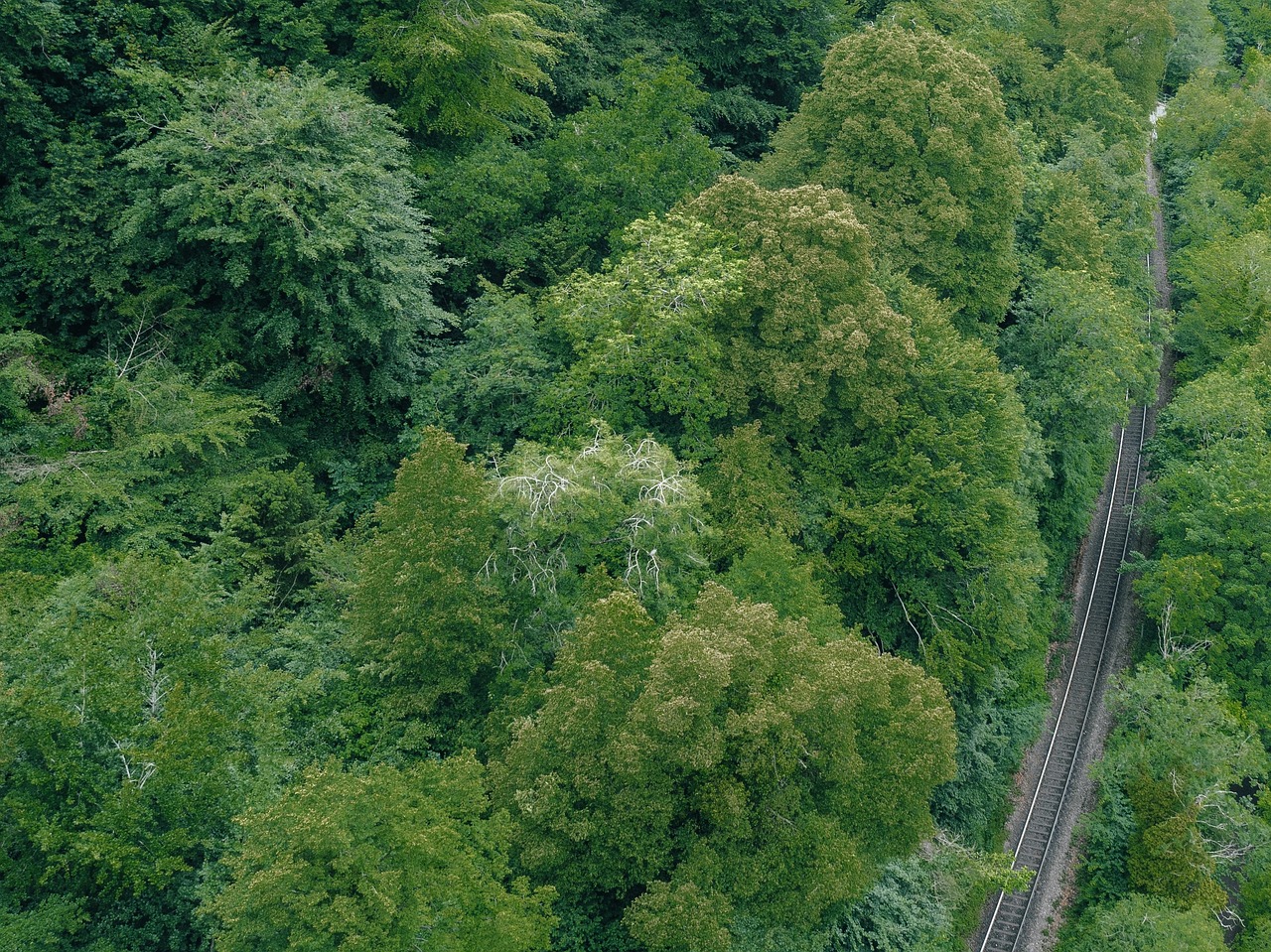 green trees plant free photo