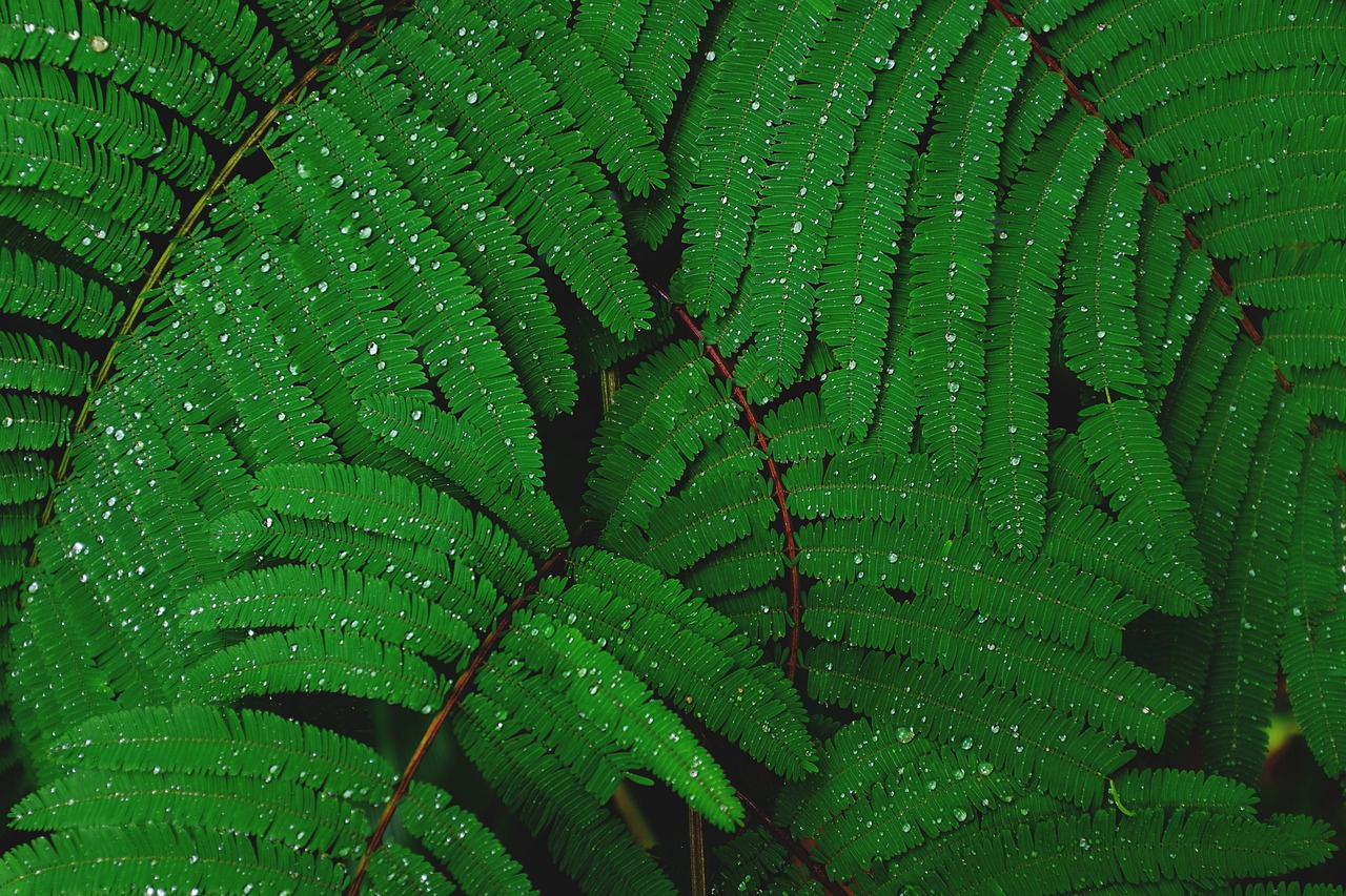 green plant leaves free photo