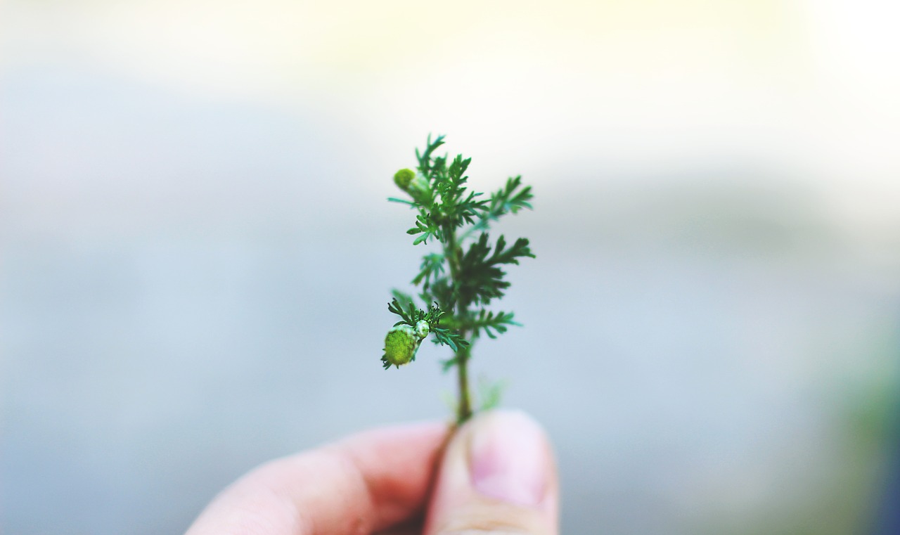 green leaf plant free photo