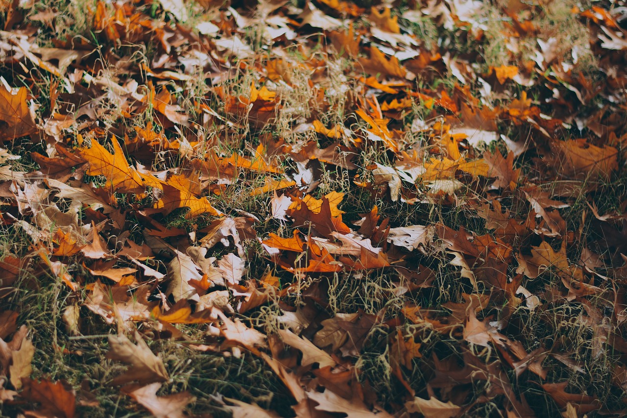 green grass leaf free photo