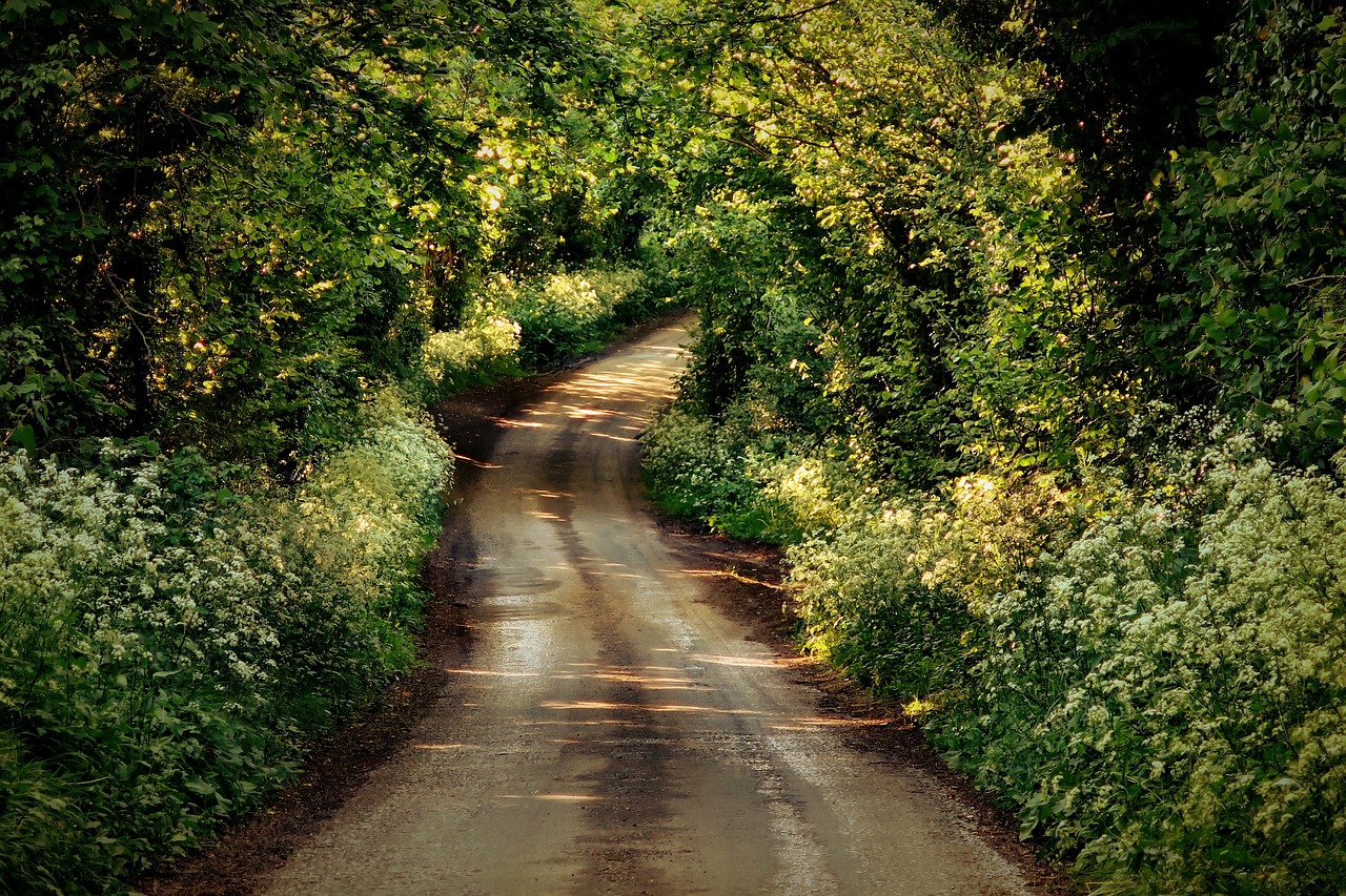 green grass road free photo