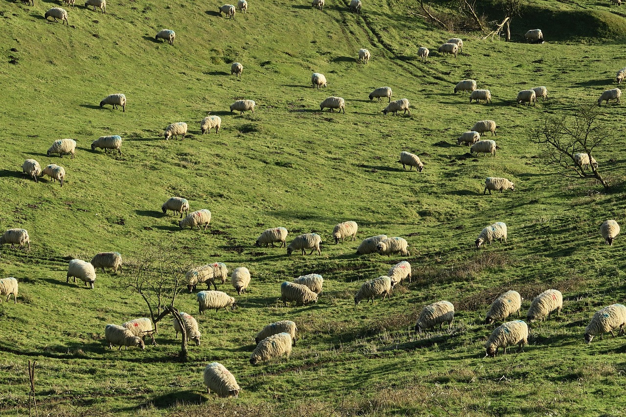 green grass herd free photo