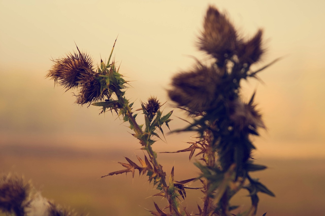 green plant nature free photo