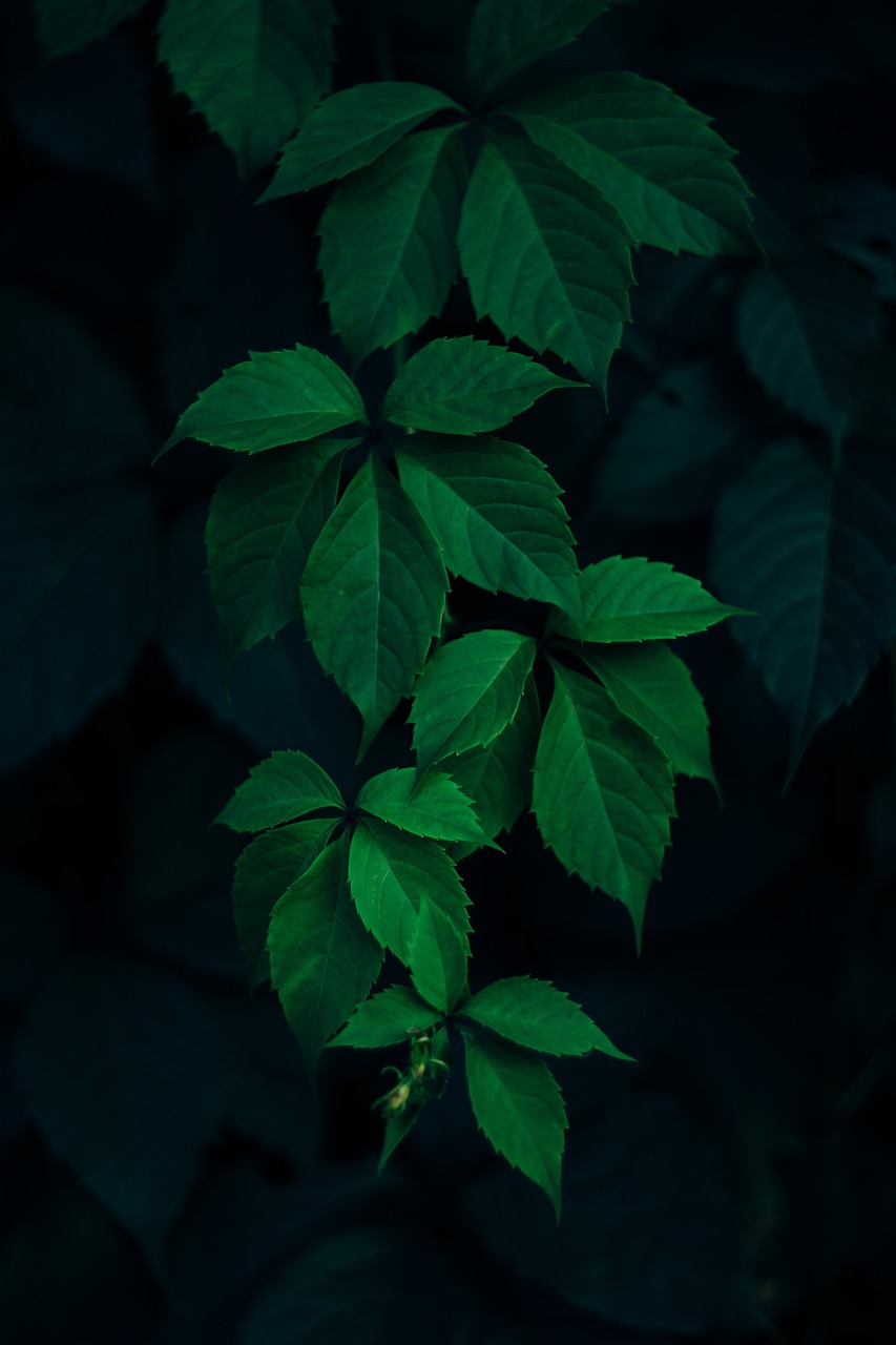 green leaf dark free photo