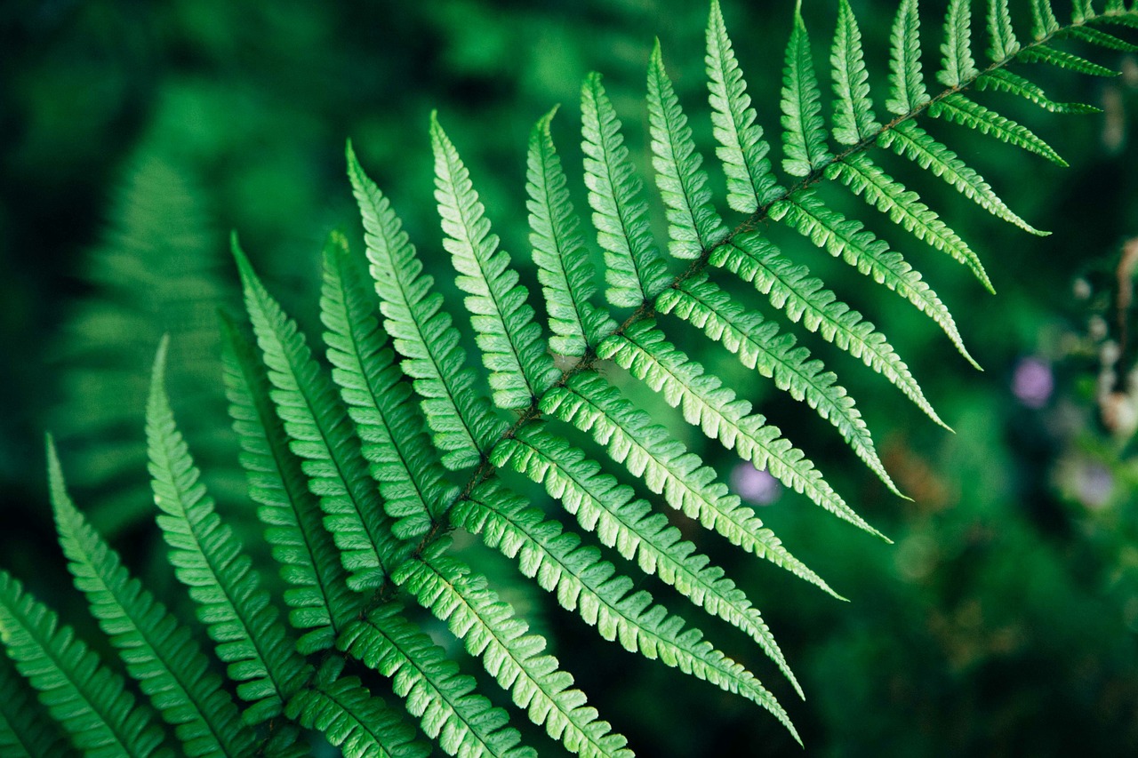 green leaf fern free photo