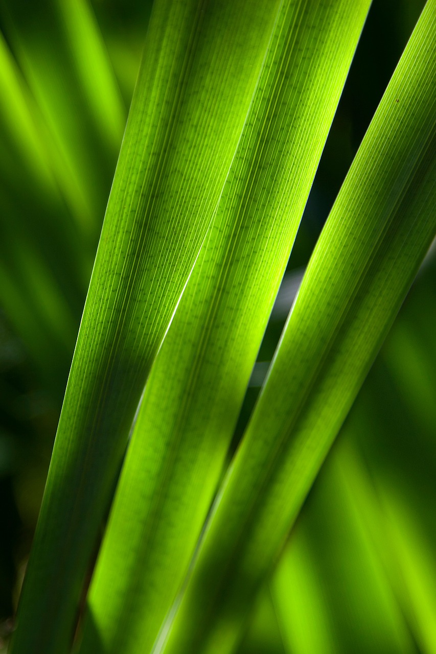 green plant leaves free photo