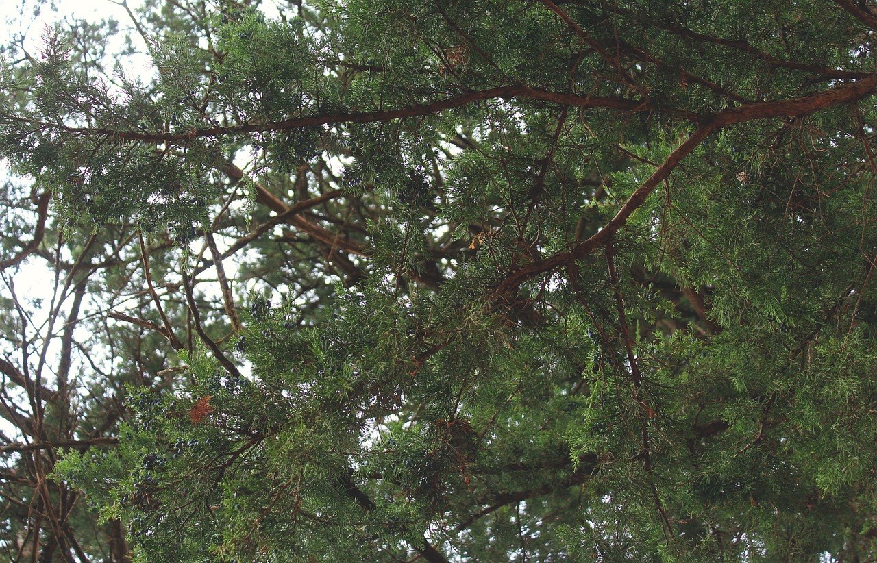 green leaf trees free photo