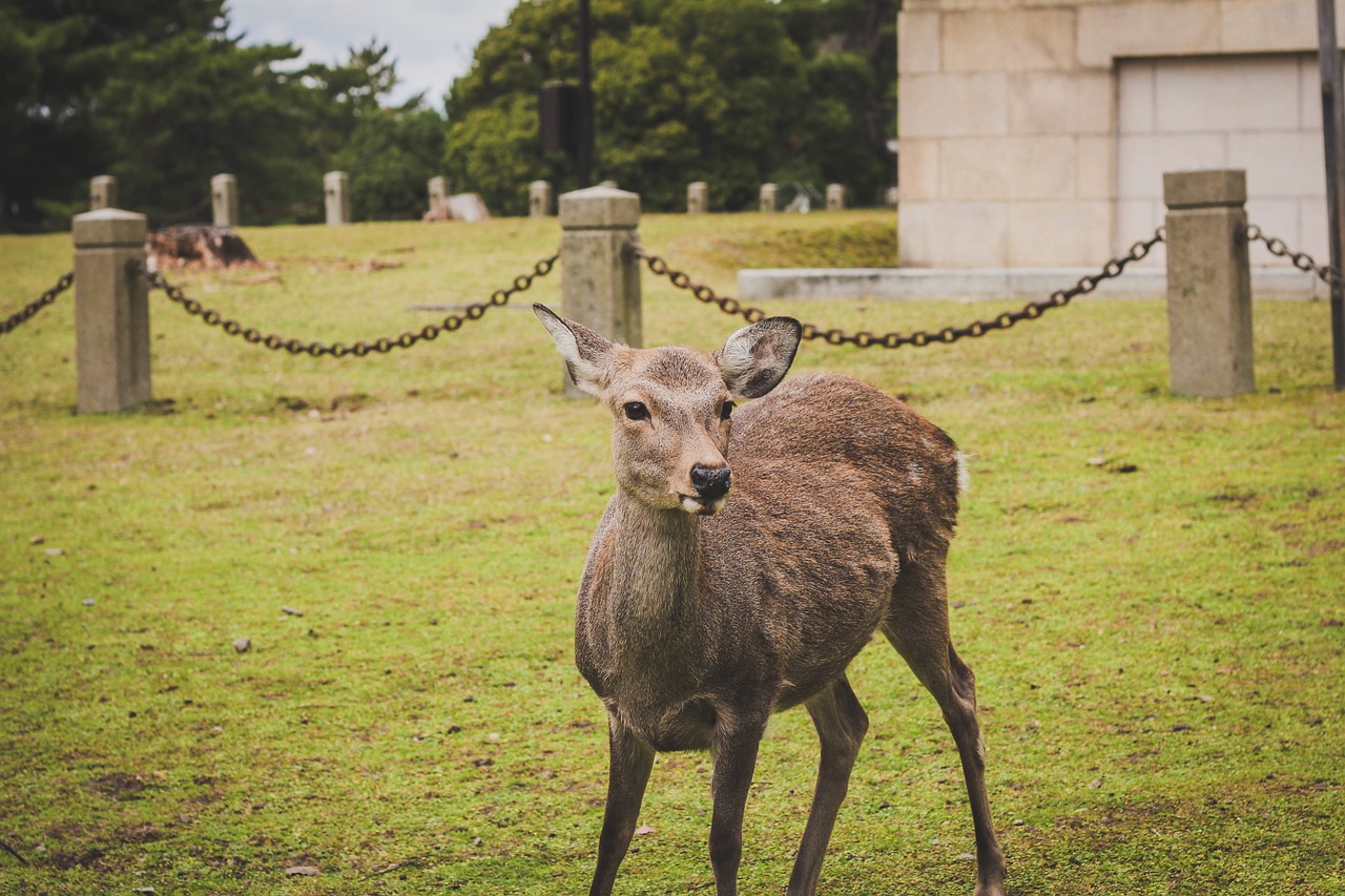 green grass deer free photo