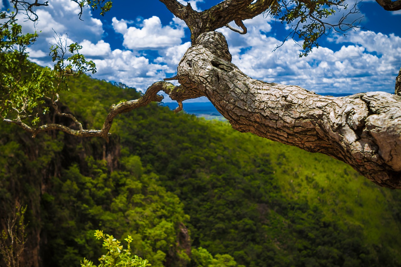 green trees plant free photo