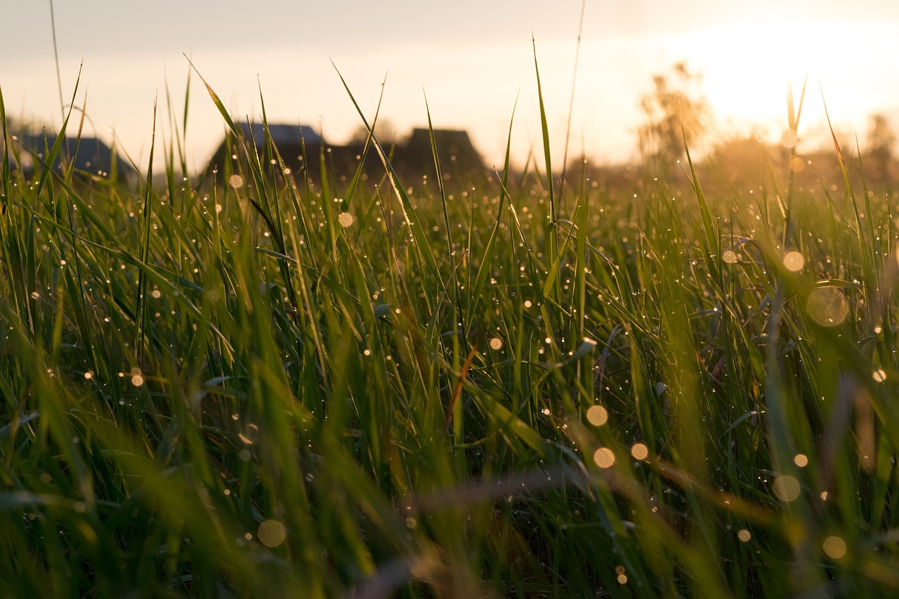 green grass field free photo