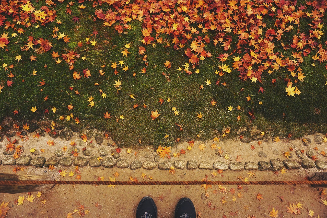 green grass leaf free photo